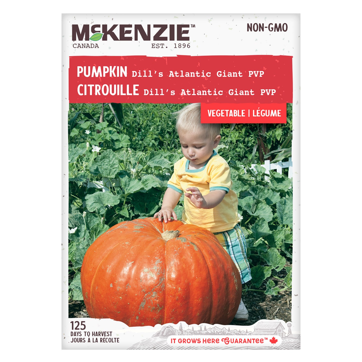 Pumpkin, Dill's Atlantic Giant PVP Seeds