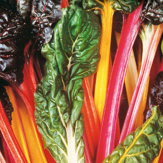 A close-up of Swiss Chard leaves showing their green color and multicolored stems in shades of red, yellow, and pink.
