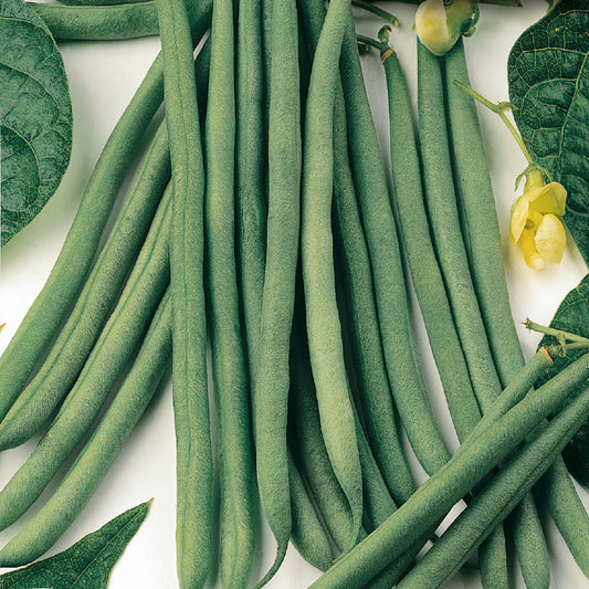 A collection of Santa Anna Pole Seeds which are long and green, resembling fresh green beans, with a few yellow flowers visible.