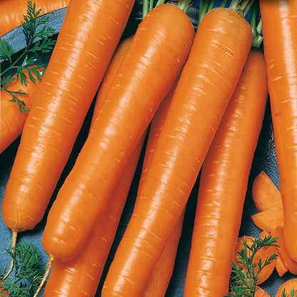 Carrot Seeds, Gigante Flakkee