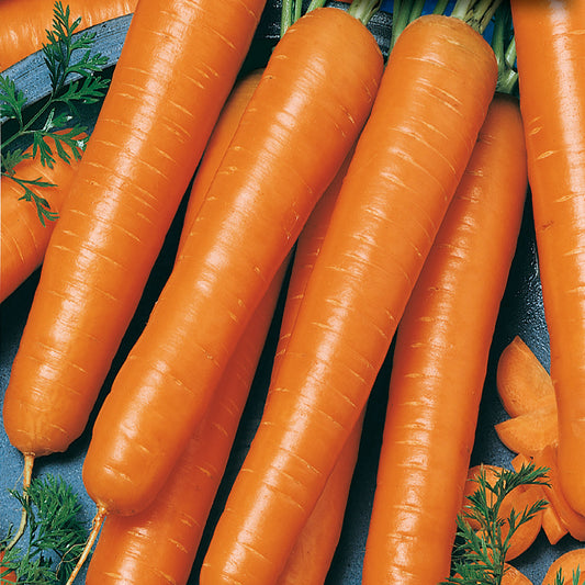 A group of long, conical orange carrots, Gigante Flakkee, with green tops, indicating they have been freshly harvested.