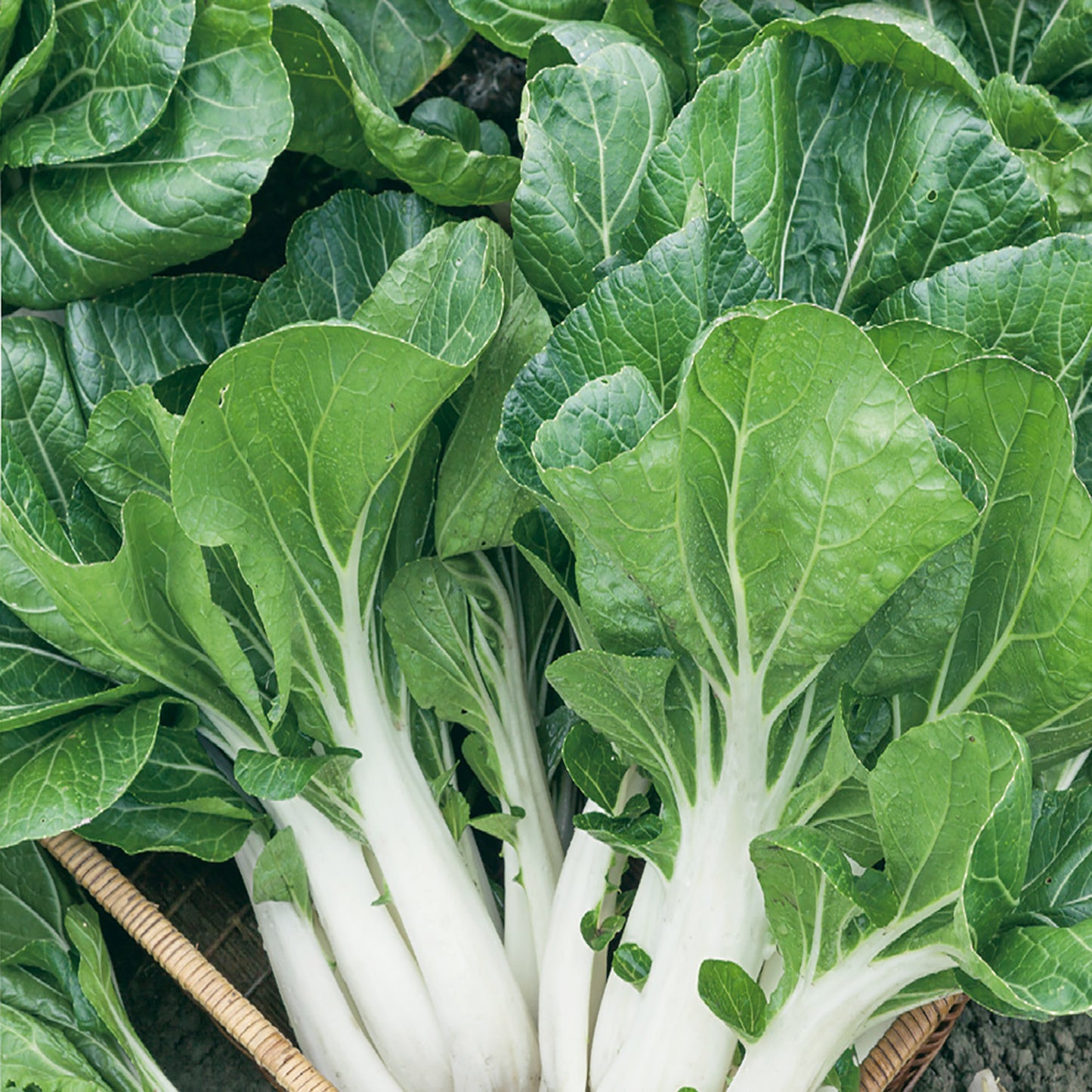 Pak Choi Seeds, Cantong White