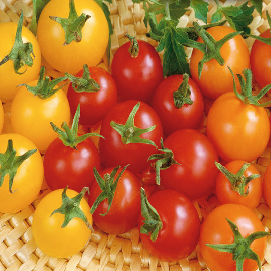A variety of cherry tomatoes including red, yellow, and orange colors, displayed on a woven basket background.