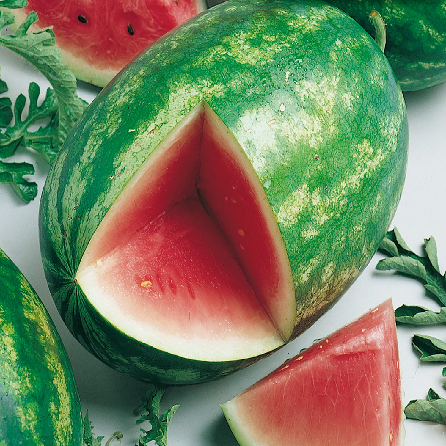 Buy Garden Leader Monster Watermelon Seeds Online | McKenzie Seeds
