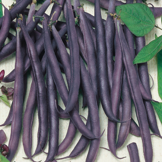 A cluster of dark purple, stringless filet beans with beige seeds, arranged on a surface.