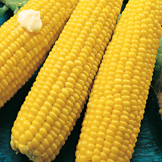 Three yellow corn cobs with one topped with a pat of butter, arranged on a surface.