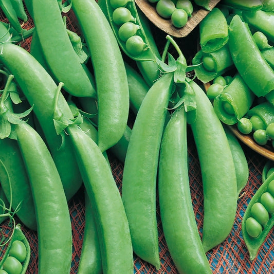 A close-up of fresh green Cascadia sugar snap peas, showing both the whole pods and individual peas.
