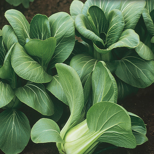 A photo of a healthy pak choi plant with uniform, spoon-shaped leaves on compact green stems.
