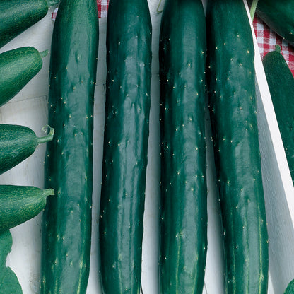 A group of fresh green cucumbers displayed, with visible shallow ridges and small white spines.