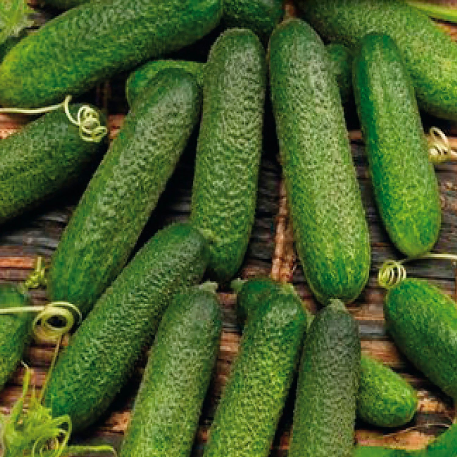 A group of green, elongated cucumbers, presumably the product of the Corentine Hybrid Seeds.