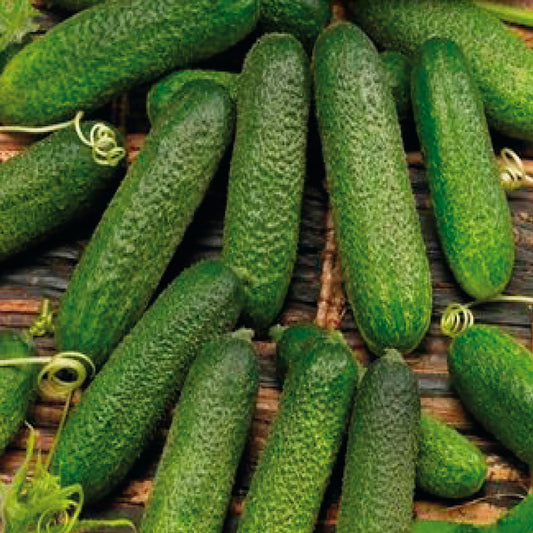 A group of green, elongated cucumbers, presumably the product of the Corentine Hybrid Seeds.
