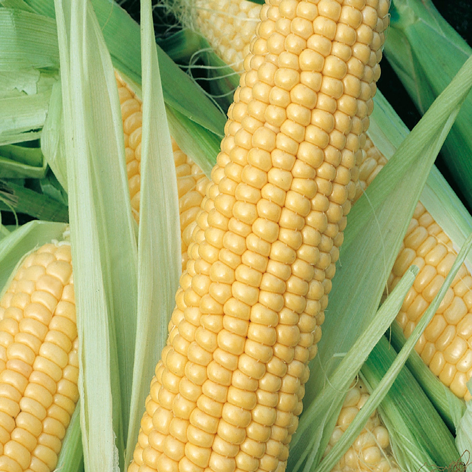 ハニー　YELLOW CORN Purchase Honey Select Triplesweet Corn Seed Online | McKenzie Seeds