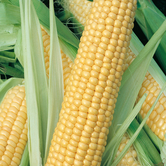 A close-up of yellow corn on the cob with green leaves.