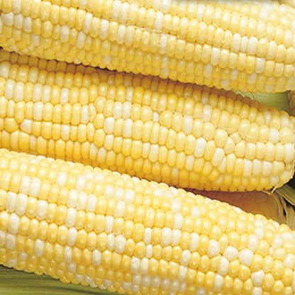 Corn, Honey & Cream Bicolor Bulk Pack Seeds