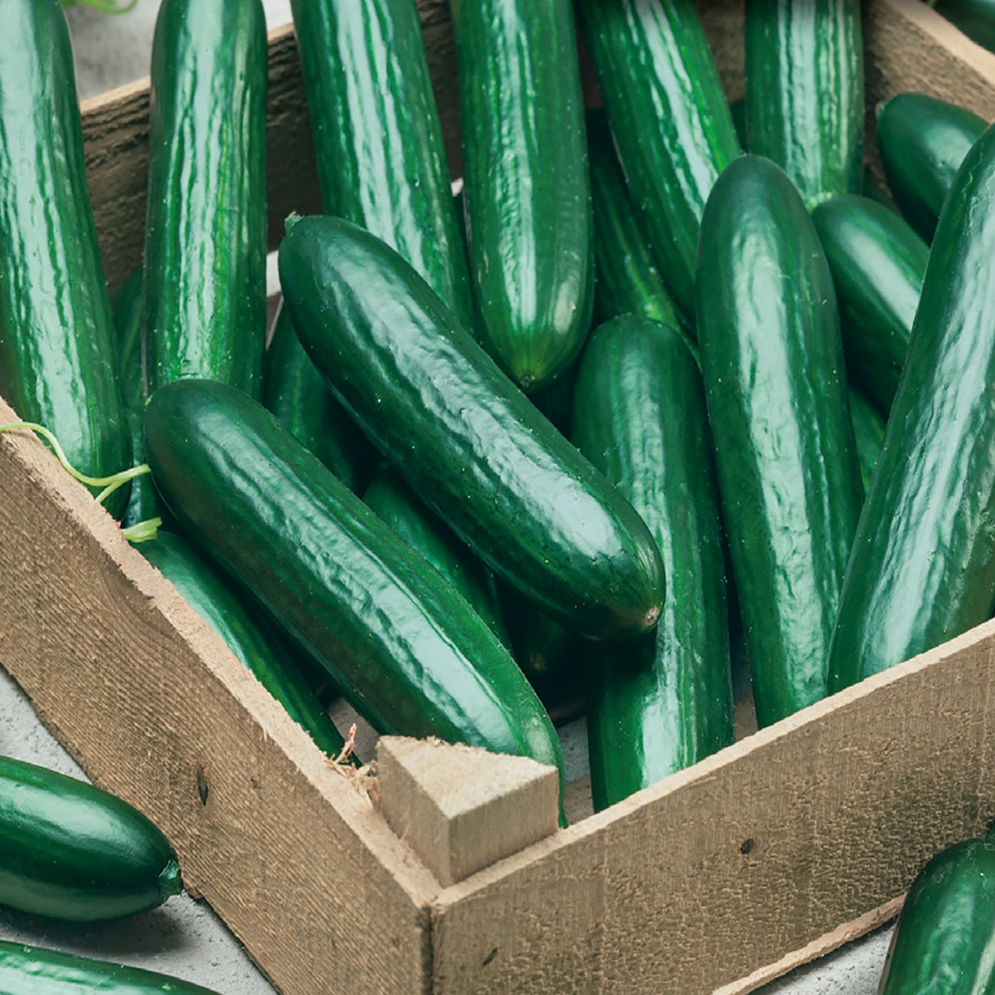 A crate of fresh, green Beit Alpha Burpless Hybrid Lebanese type cucumbers.