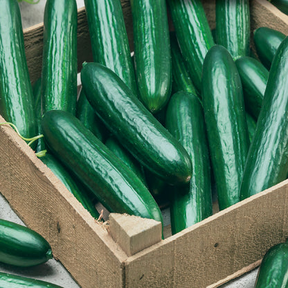 A crate of fresh, green Beit Alpha Burpless Hybrid Lebanese type cucumbers.
