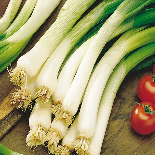 A bunch of green onions (scallions) with white bulbs and green stalks, displayed alongside two small red tomatoes.
