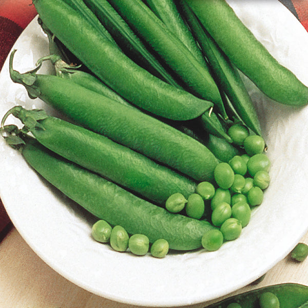 Mck_Vegetable_140138_Pea_MrBig