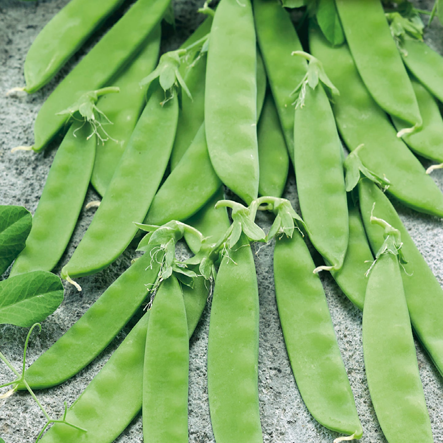 snow pea seeds for planting Buy Pea Snowpea Snowflake Seed Online