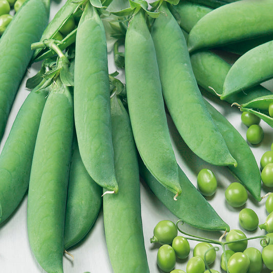 A collection of fresh green pea pods arranged neatly on a light surface, with some individual peas visible outside the pods.