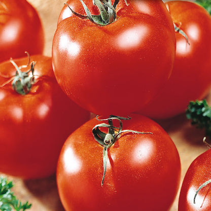 Tomato Seeds, Starfire Improved