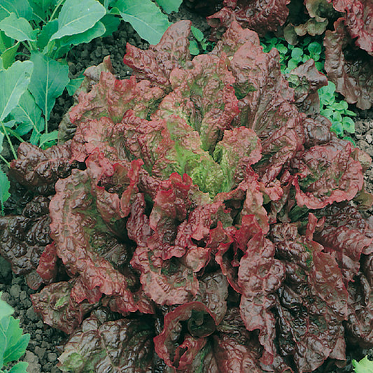 A garden bed with ruby red lettuce leaves growing, surrounded by other green vegetables.