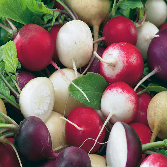 A variety of fresh radishes with different colors and shapes, including red, white, and purple radishes with round and elongated shapes, grown from the Gourmet Blend Seeds.