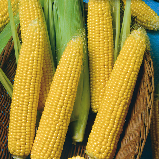 A group of yellow corn cobs with green leaves, arranged in a basket.