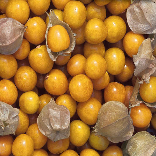 A close-up of fresh Ground Cherry fruits with golden orange color and papery brown husks.