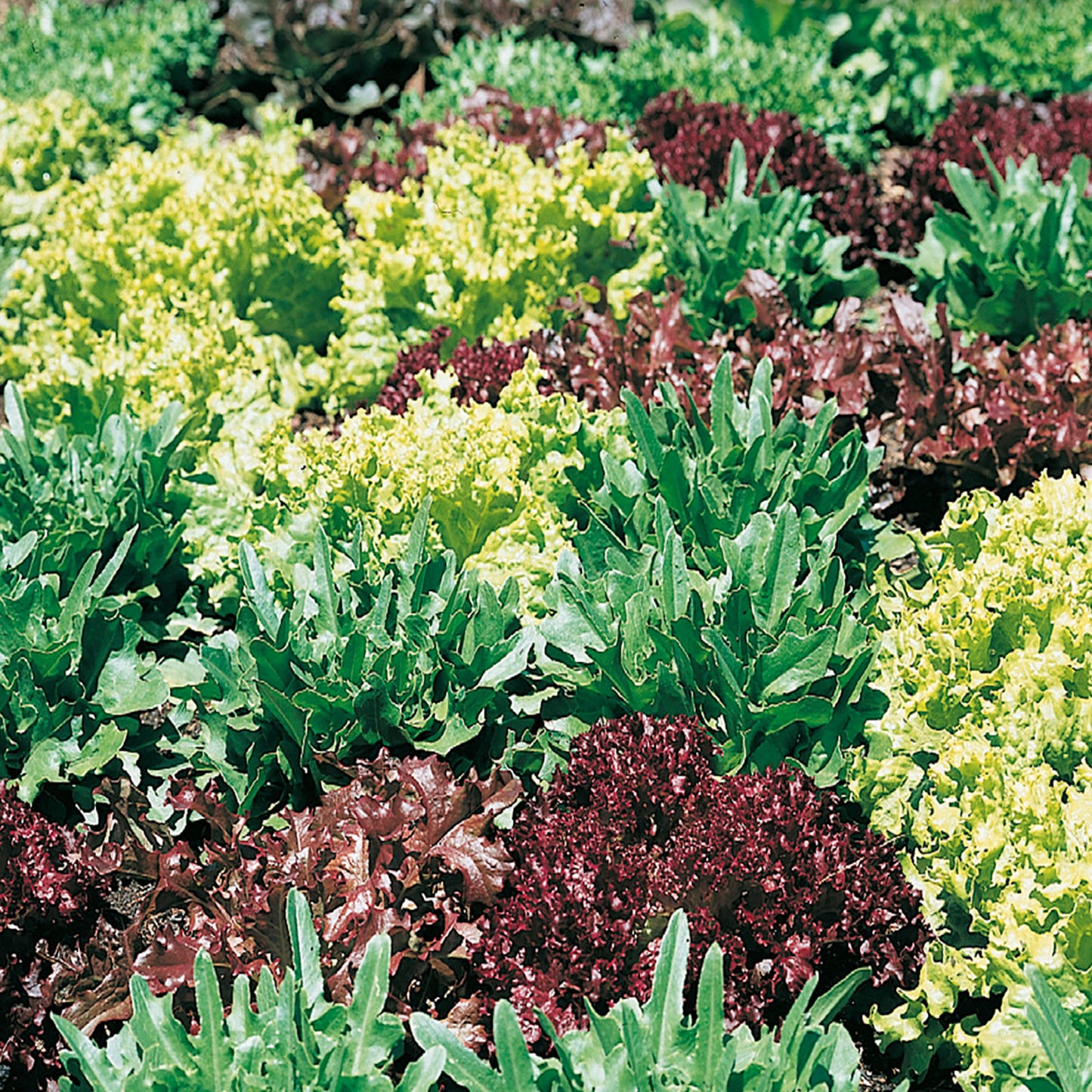 Mesclun, Gourmet Greens Mix Organic Seeds