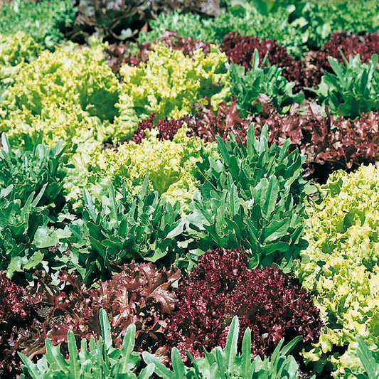 A garden bed with a variety of leafy green plants, including lettuces and kales, displaying a range of colors from red to green.