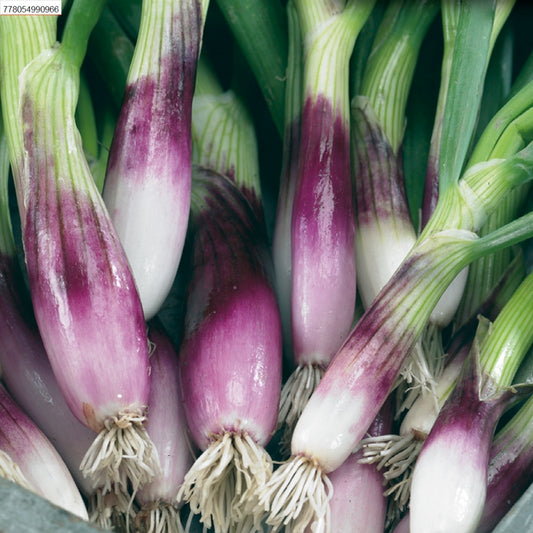 A group of Rossa Lunga di Firenze onions with purple and white skins and green stems, harvested and displayed.