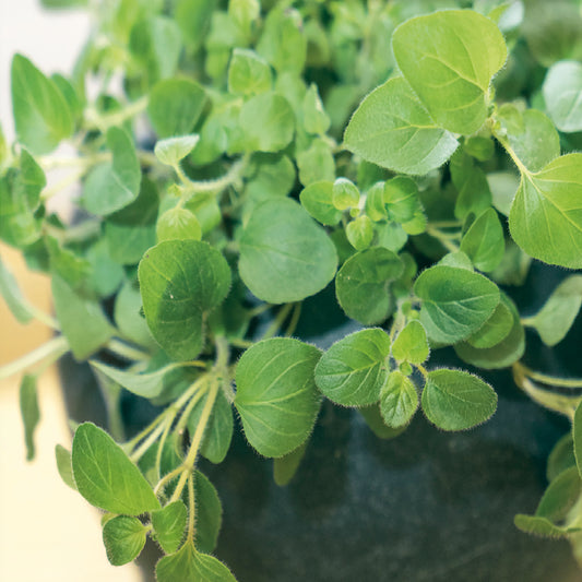 A close-up of oregano leaves showing their lush green color and textured foliage.