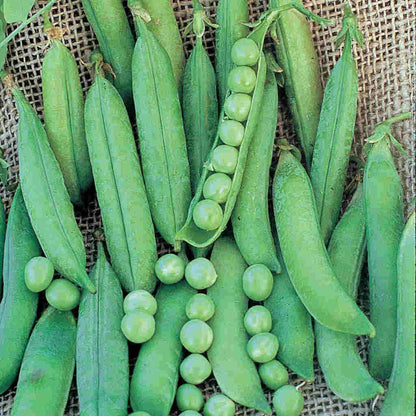 Organic Pea Seeds, Green Arrow
