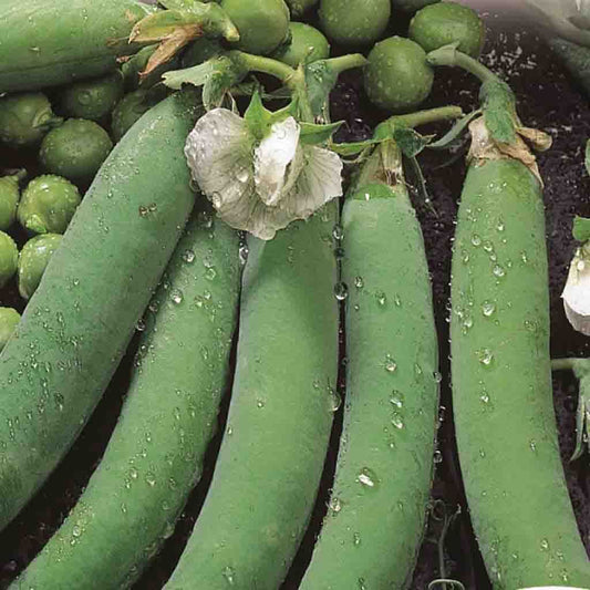 Pea Laxton's Progress