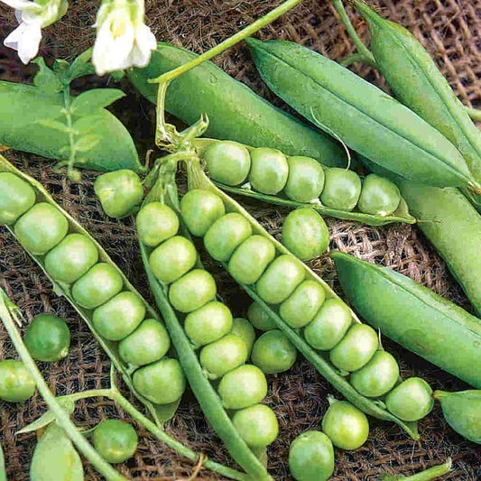 Pea Little Marvel