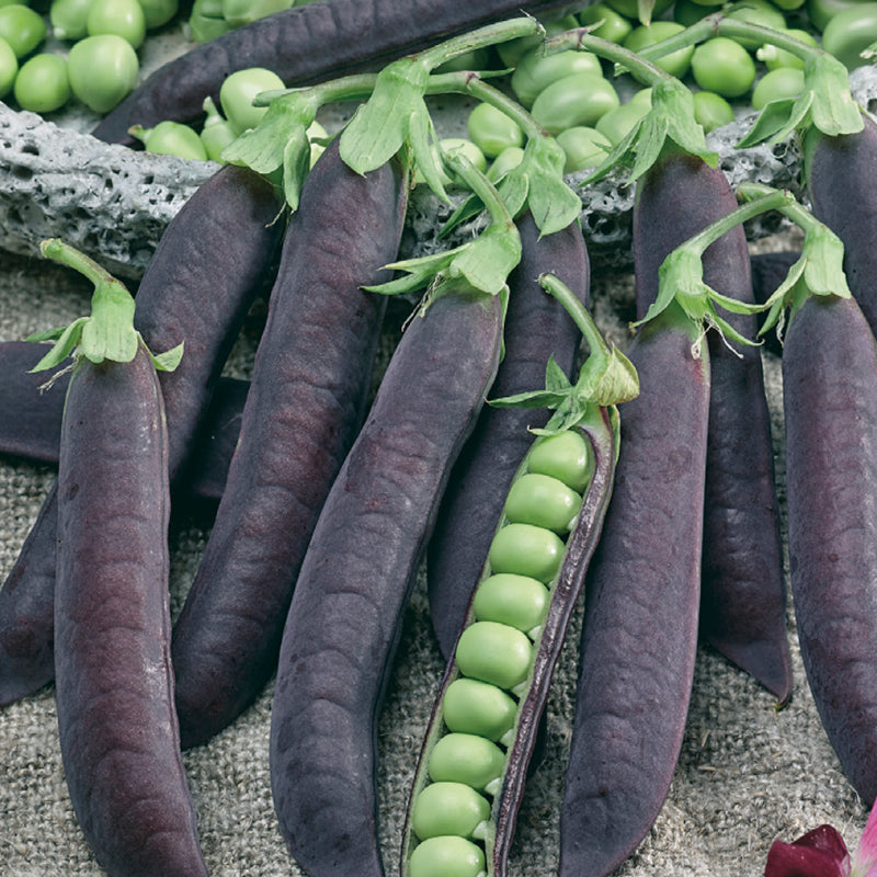 Pea Seeds, Blauwschokkers