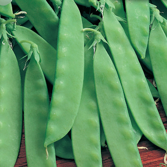 A close-up of fresh green pea pods, ready for harvest.