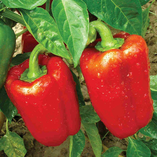 Pepper Early California Wonder