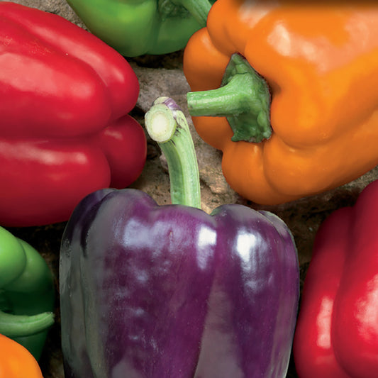 An assortment of colorful bell peppers including red, orange, green, and purple, freshly grown from seeds.