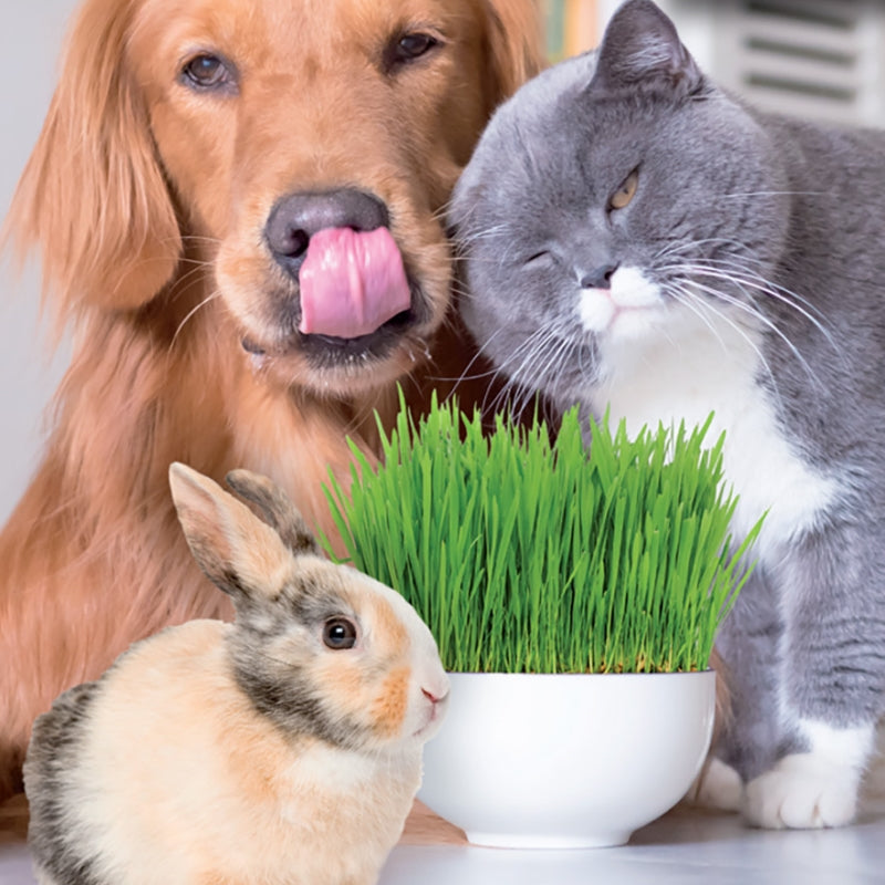 Wheatgrass powder supplier Wheatgrass powder supplier
