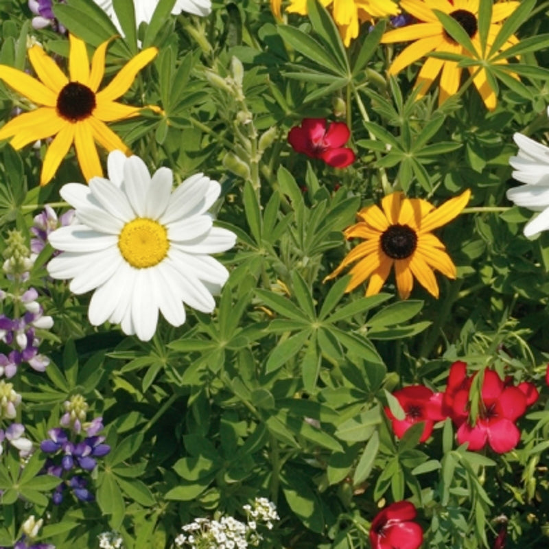Buy Pollinator Mix Wildflower Seeds Online | McKenzie Seeds