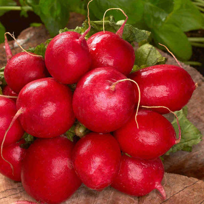 Jumbo Radish Cherry Belle