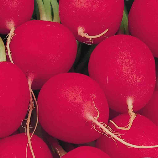Radish Crimson Giant Champion