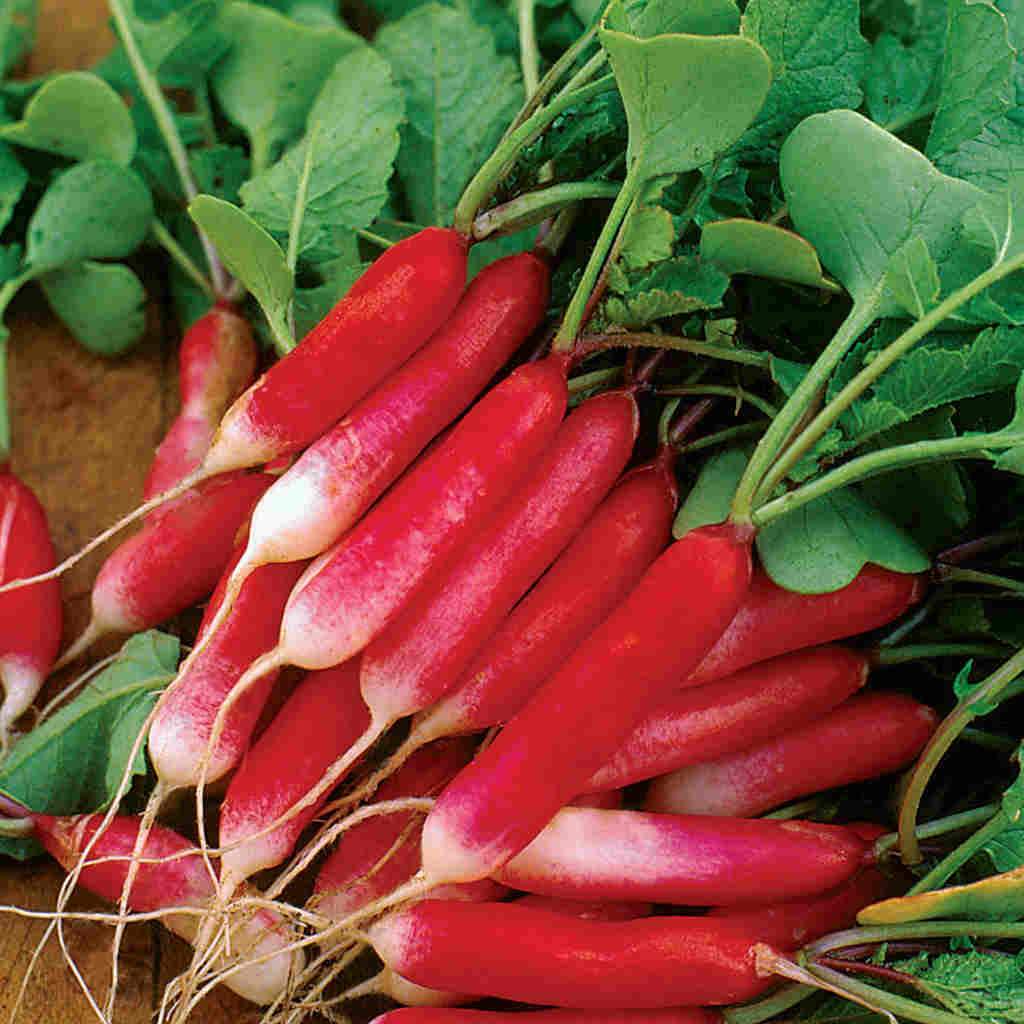 Radish French Breakfast