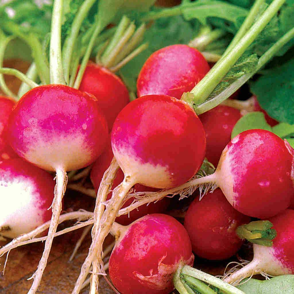 Radish Sparkler White Tip