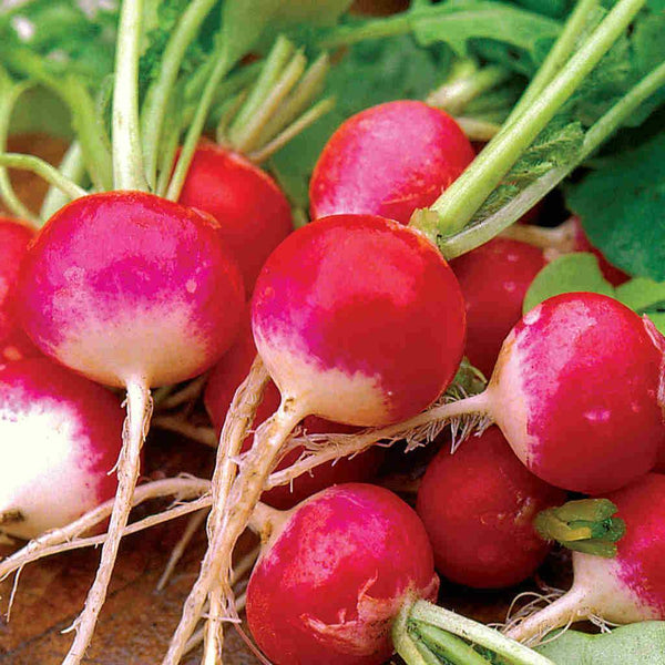 radishです。 Radish-Sparkler-White-Tip-