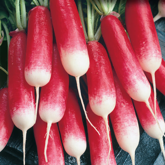 A bunch of French Breakfast radishes with scarlet color and white tips, showcasing their elongated shape and crisp appearance.