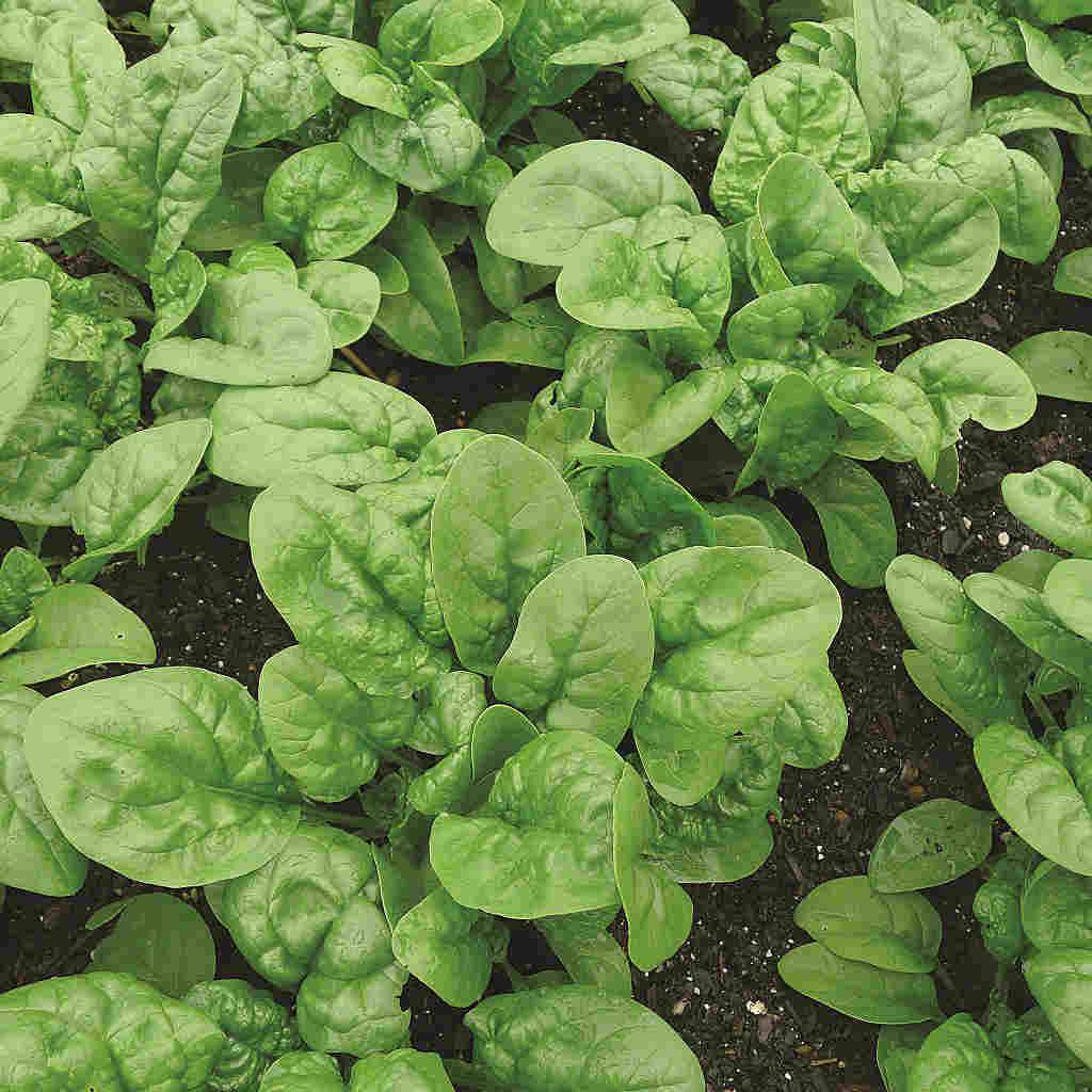 Organic Spinach Long Standing Bloomsdale Seedtape