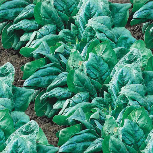 Spinach King of Denmark